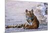 Royal Bengal Tiger by the Ramganga River, Corbett NP, India-Jagdeep Rajput-Mounted Premium Photographic Print