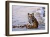 Royal Bengal Tiger by the Ramganga River, Corbett NP, India-Jagdeep Rajput-Framed Photographic Print