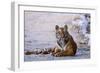 Royal Bengal Tiger by the Ramganga River, Corbett NP, India-Jagdeep Rajput-Framed Photographic Print