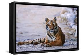 Royal Bengal Tiger by the Ramganga River, Corbett NP, India-Jagdeep Rajput-Framed Stretched Canvas