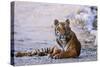 Royal Bengal Tiger by the Ramganga River, Corbett NP, India-Jagdeep Rajput-Stretched Canvas
