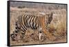 Royal Bengal Tiger in Grassland, Tadoba Andheri Tiger Reserve, India-Jagdeep Rajput-Framed Stretched Canvas