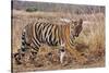 Royal Bengal Tiger in Grassland, Tadoba Andheri Tiger Reserve, India-Jagdeep Rajput-Stretched Canvas