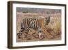 Royal Bengal Tiger in Grassland, Tadoba Andheri Tiger Reserve, India-Jagdeep Rajput-Framed Photographic Print