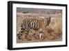 Royal Bengal Tiger in Grassland, Tadoba Andheri Tiger Reserve, India-Jagdeep Rajput-Framed Photographic Print