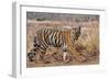 Royal Bengal Tiger in Grassland, Tadoba Andheri Tiger Reserve, India-Jagdeep Rajput-Framed Photographic Print