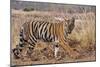 Royal Bengal Tiger in Grassland, Tadoba Andheri Tiger Reserve, India-Jagdeep Rajput-Mounted Photographic Print