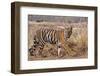 Royal Bengal Tiger in Grassland, Tadoba Andheri Tiger Reserve, India-Jagdeep Rajput-Framed Premium Photographic Print