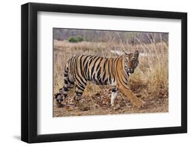 Royal Bengal Tiger in Grassland, Tadoba Andheri Tiger Reserve, India-Jagdeep Rajput-Framed Premium Photographic Print