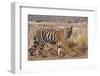 Royal Bengal Tiger in Grassland, Tadoba Andheri Tiger Reserve, India-Jagdeep Rajput-Framed Premium Photographic Print