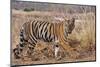 Royal Bengal Tiger in Grassland, Tadoba Andheri Tiger Reserve, India-Jagdeep Rajput-Mounted Premium Photographic Print