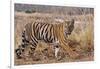 Royal Bengal Tiger in Grassland, Tadoba Andheri Tiger Reserve, India-Jagdeep Rajput-Framed Photographic Print