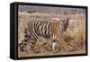 Royal Bengal Tiger in Grassland, Tadoba Andheri Tiger Reserve, India-Jagdeep Rajput-Framed Stretched Canvas