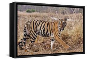 Royal Bengal Tiger in Grassland, Tadoba Andheri Tiger Reserve, India-Jagdeep Rajput-Framed Stretched Canvas