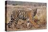 Royal Bengal Tiger in Grassland, Tadoba Andheri Tiger Reserve, India-Jagdeep Rajput-Stretched Canvas