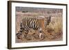 Royal Bengal Tiger in Grassland, Tadoba Andheri Tiger Reserve, India-Jagdeep Rajput-Framed Photographic Print