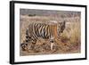 Royal Bengal Tiger in Grassland, Tadoba Andheri Tiger Reserve, India-Jagdeep Rajput-Framed Photographic Print