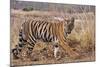 Royal Bengal Tiger in Grassland, Tadoba Andheri Tiger Reserve, India-Jagdeep Rajput-Mounted Photographic Print