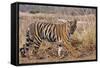 Royal Bengal Tiger in Grassland, Tadoba Andheri Tiger Reserve, India-Jagdeep Rajput-Framed Stretched Canvas