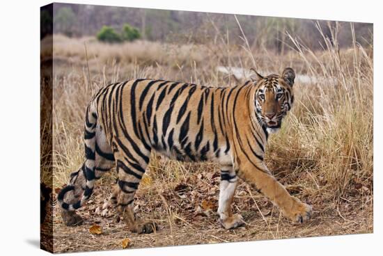 Royal Bengal Tiger in Grassland, Tadoba Andheri Tiger Reserve, India-Jagdeep Rajput-Stretched Canvas