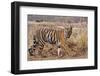 Royal Bengal Tiger in Grassland, Tadoba Andheri Tiger Reserve, India-Jagdeep Rajput-Framed Photographic Print