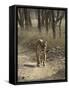 Royal Bengal Tiger, Ranthambhor National Park, India-Jagdeep Rajput-Framed Stretched Canvas