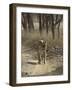 Royal Bengal Tiger, Ranthambhor National Park, India-Jagdeep Rajput-Framed Photographic Print