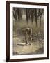 Royal Bengal Tiger, Ranthambhor National Park, India-Jagdeep Rajput-Framed Photographic Print