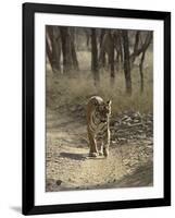 Royal Bengal Tiger, Ranthambhor National Park, India-Jagdeep Rajput-Framed Photographic Print