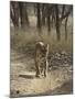 Royal Bengal Tiger, Ranthambhor National Park, India-Jagdeep Rajput-Mounted Photographic Print