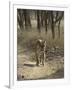 Royal Bengal Tiger, Ranthambhor National Park, India-Jagdeep Rajput-Framed Photographic Print