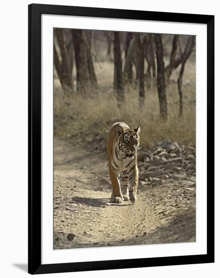 Royal Bengal Tiger, Ranthambhor National Park, India-Jagdeep Rajput-Framed Photographic Print