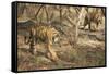 Royal Bengal Tiger (Tigris Tigris) Cubs, Ranthambhore, Rajasthan, India-Janette Hill-Framed Stretched Canvas