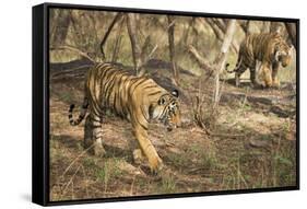 Royal Bengal Tiger (Tigris Tigris) Cubs, Ranthambhore, Rajasthan, India-Janette Hill-Framed Stretched Canvas