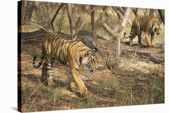 Royal Bengal Tiger (Tigris Tigris) Cubs, Ranthambhore, Rajasthan, India-Janette Hill-Stretched Canvas