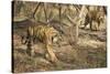 Royal Bengal Tiger (Tigris Tigris) Cubs, Ranthambhore, Rajasthan, India-Janette Hill-Stretched Canvas