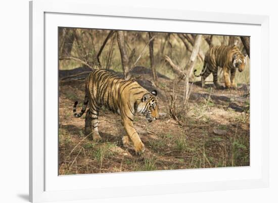 Royal Bengal Tiger (Tigris Tigris) Cubs, Ranthambhore, Rajasthan, India-Janette Hill-Framed Photographic Print