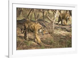 Royal Bengal Tiger (Tigris Tigris) Cubs, Ranthambhore, Rajasthan, India-Janette Hill-Framed Photographic Print