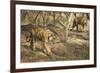 Royal Bengal Tiger (Tigris Tigris) Cubs, Ranthambhore, Rajasthan, India-Janette Hill-Framed Photographic Print