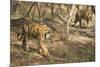 Royal Bengal Tiger (Tigris Tigris) Cubs, Ranthambhore, Rajasthan, India-Janette Hill-Mounted Photographic Print