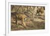 Royal Bengal Tiger (Tigris Tigris) Cubs, Ranthambhore, Rajasthan, India-Janette Hill-Framed Photographic Print