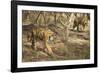 Royal Bengal Tiger (Tigris Tigris) Cubs, Ranthambhore, Rajasthan, India-Janette Hill-Framed Photographic Print