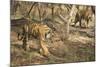 Royal Bengal Tiger (Tigris Tigris) Cubs, Ranthambhore, Rajasthan, India-Janette Hill-Mounted Photographic Print