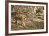 Royal Bengal Tiger (Tigris Tigris) Cubs, Ranthambhore, Rajasthan, India-Janette Hill-Framed Photographic Print