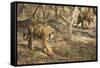 Royal Bengal Tiger (Tigris Tigris) Cubs, Ranthambhore, Rajasthan, India-Janette Hill-Framed Stretched Canvas