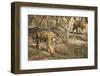 Royal Bengal Tiger (Tigris Tigris) Cubs, Ranthambhore, Rajasthan, India-Janette Hill-Framed Photographic Print