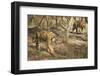 Royal Bengal Tiger (Tigris Tigris) Cubs, Ranthambhore, Rajasthan, India-Janette Hill-Framed Photographic Print