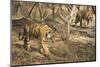 Royal Bengal Tiger (Tigris Tigris) Cubs, Ranthambhore, Rajasthan, India-Janette Hill-Mounted Photographic Print