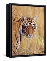 Royal Bengal Tiger Watching, Ranthambhor National Park, India-Jagdeep Rajput-Framed Stretched Canvas