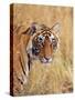 Royal Bengal Tiger Watching, Ranthambhor National Park, India-Jagdeep Rajput-Stretched Canvas